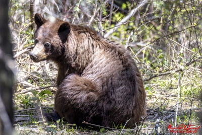 Grizzly Bear Grand Tetons NP May 2025